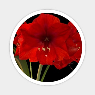 Amaryllis Magnet